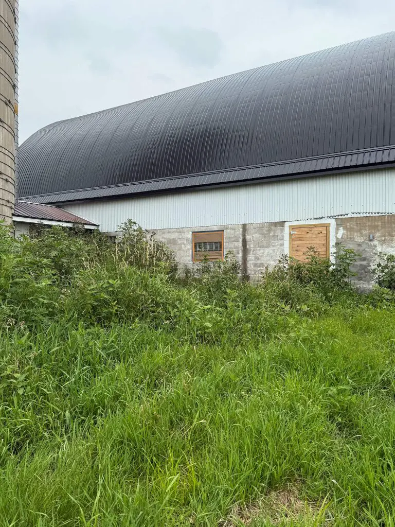 Weathered barn with a dark curved roof and tall overgrown grass in front, captured by Texas Star Painting of Austin.